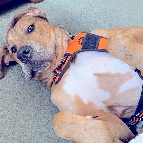 Meet your Posher, Shawn. - Picture 2 of 3